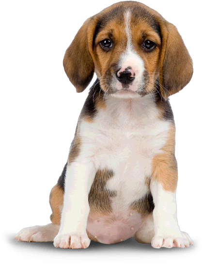 Dog Png Image Png Image - Dogs, Transparent background PNG HD thumbnail