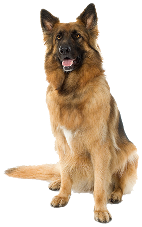 Dogs Png Picture 51839 - Dogs, Transparent background PNG HD thumbnail