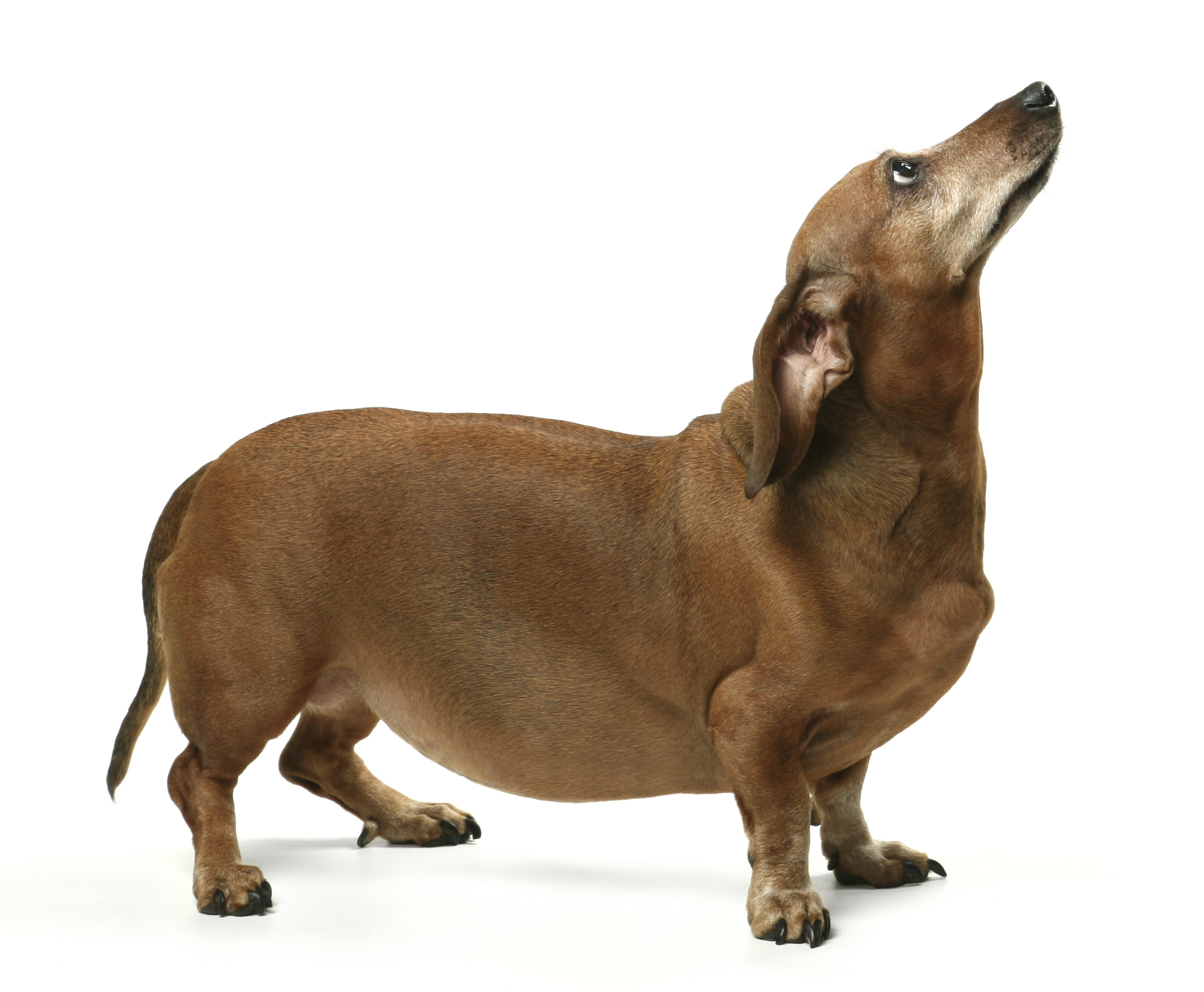 Five Hdpng.com  - Dogs, Transparent background PNG HD thumbnail