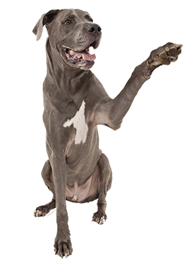 Home Hdpng.com  - Dogs, Transparent background PNG HD thumbnail