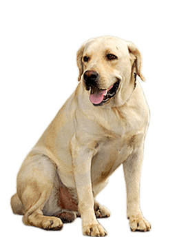 Dogs PNG Picture 51839