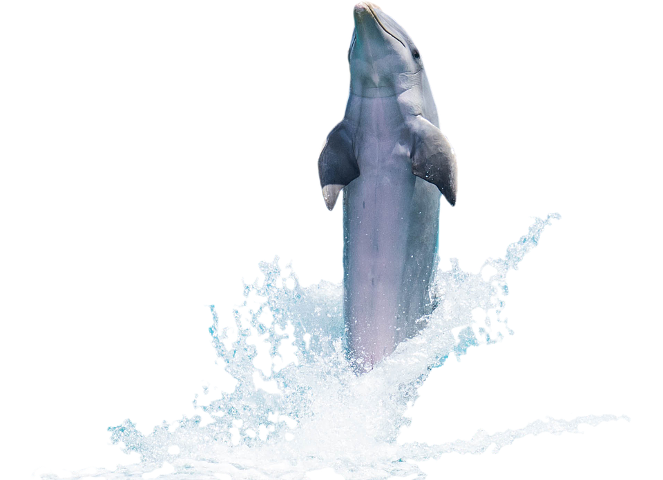Png Hd Dolphin Hdpng.com 960 - Dolphin, Transparent background PNG HD thumbnail