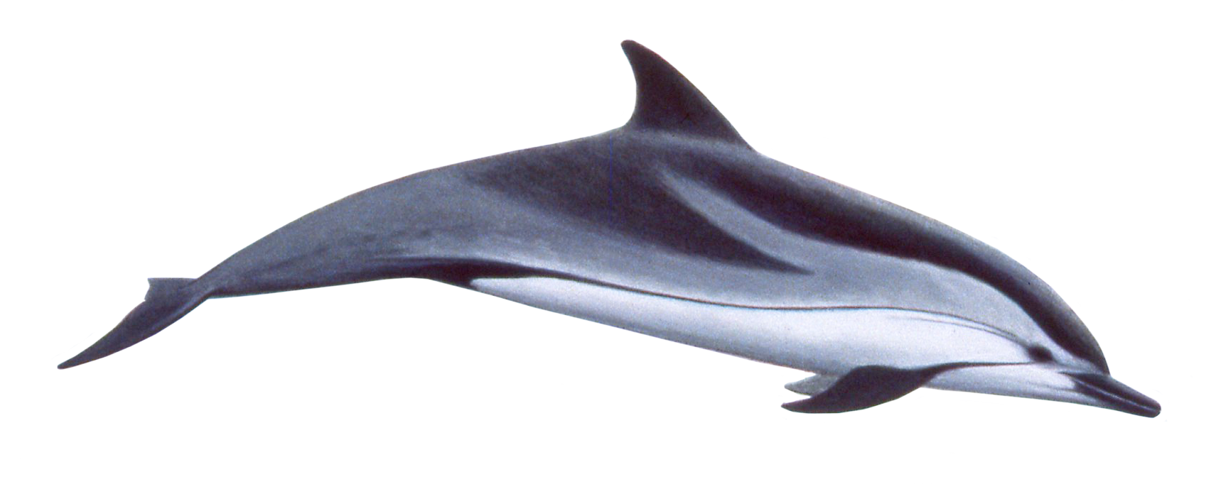 A Cute Swimming Dolphin - Dolphin, Transparent background PNG HD thumbnail