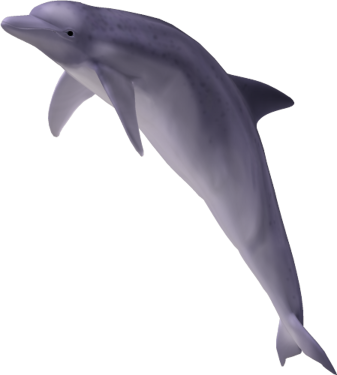 Dolphin Cartoons HD Wallpaper