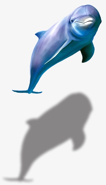 Dolphin PNG Image Without Bac