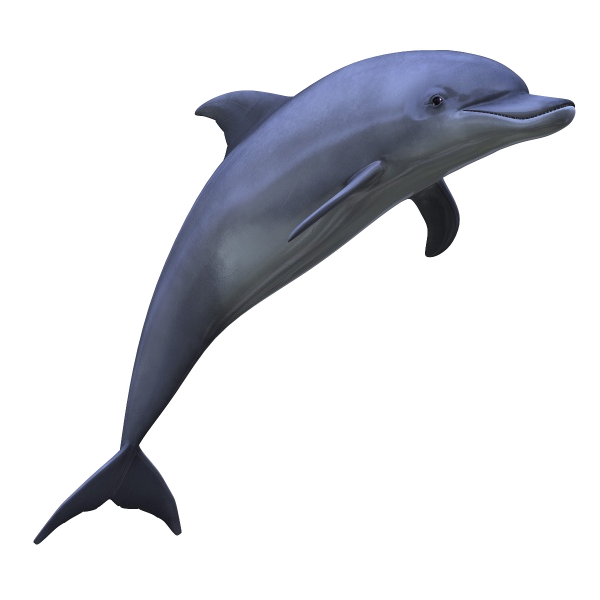 A cute swimming dolphin