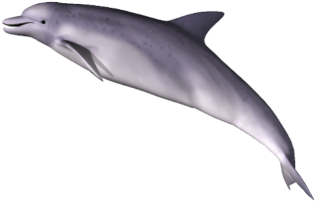Dolphin Png Clipart - Dolphin, Transparent background PNG HD thumbnail