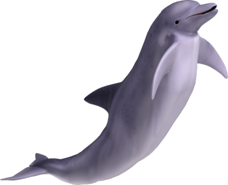 Dolphin Png Image - Dolphin, Transparent background PNG HD thumbnail