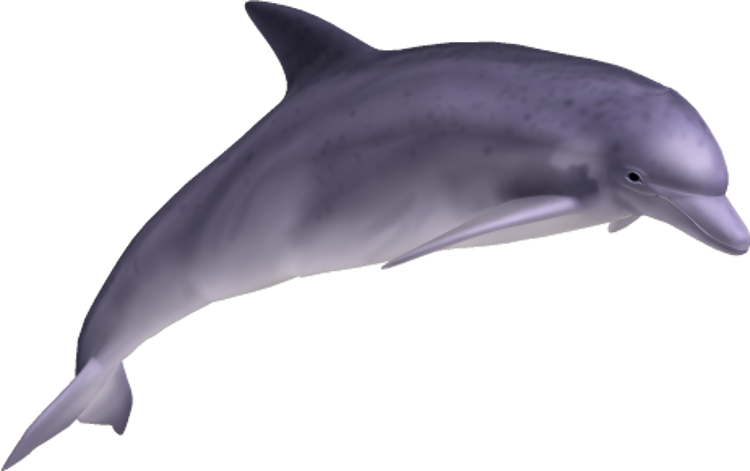 Dolphin Png Image Free Download   Hd Wallpapers - Dolphin, Transparent background PNG HD thumbnail