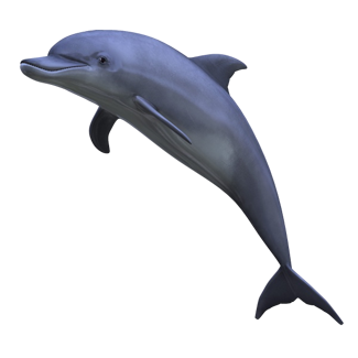 Dolphin, Sea, Animals, Mother