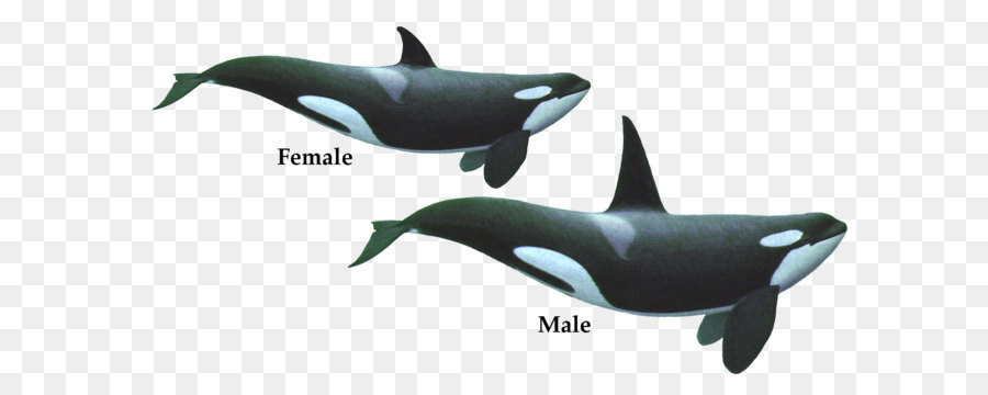 Killer Whale Toothed Whale Dolphin   Killer Whale Png Hd - Dolphin, Transparent background PNG HD thumbnail