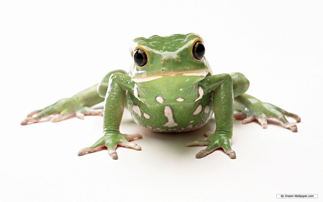 79F03D5.png - Frog, Transparent background PNG HD thumbnail