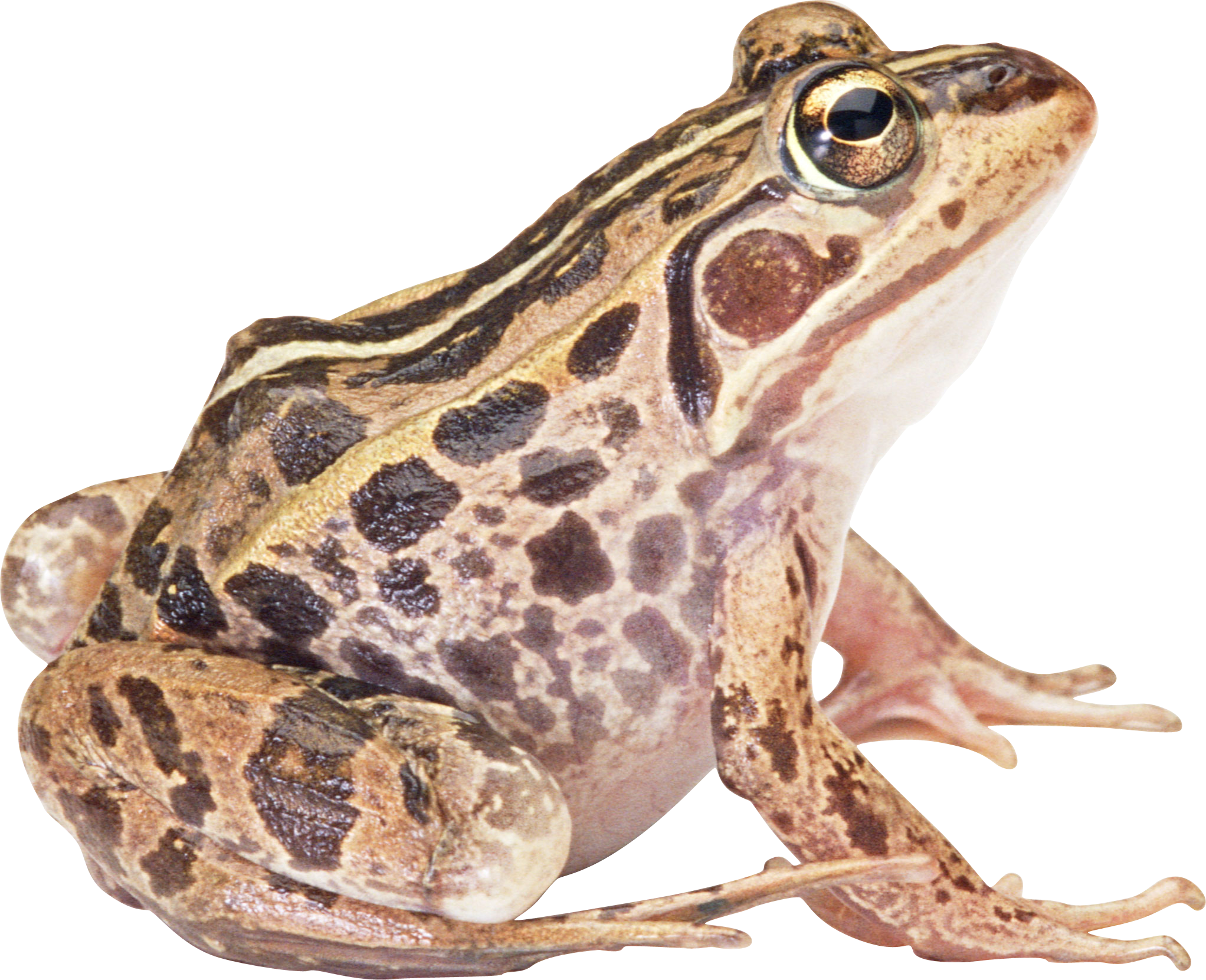 Amphibian Png Hd - Frog, Transparent background PNG HD thumbnail