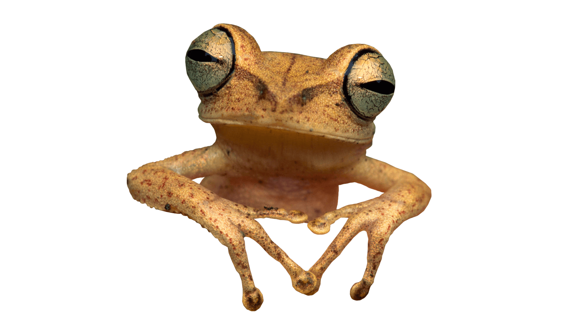 Animals · Frogs - Frog, Transparent background PNG HD thumbnail