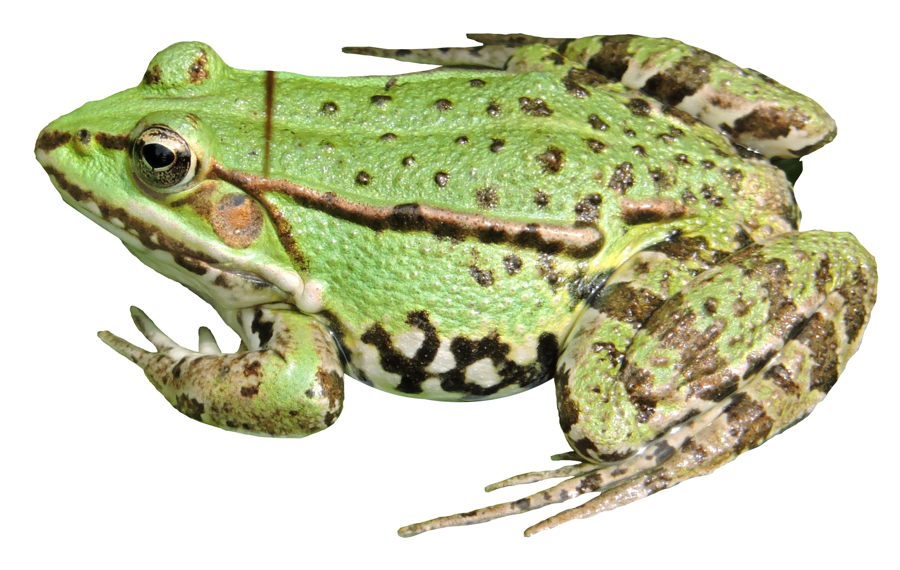 HD green frog head, Frog, Ani