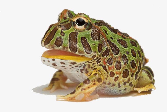 Hd Creative Horned Frogs, Horned Frogs, Pet, Wild Animals Png Image And Clipart - Frog, Transparent background PNG HD thumbnail