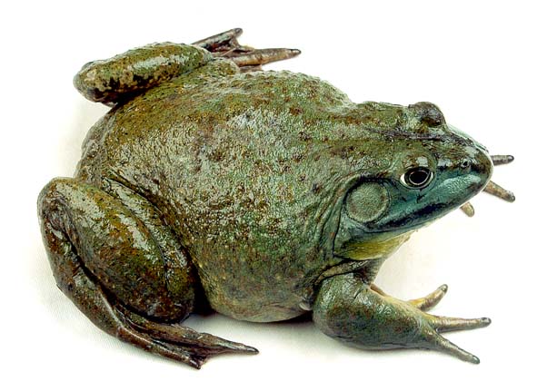 The Bullfrog Hd Images - Frog, Transparent background PNG HD thumbnail