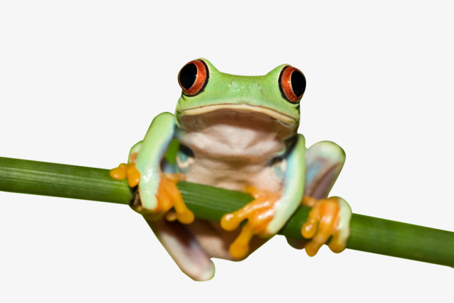 HD green frog head, Frog, Ani
