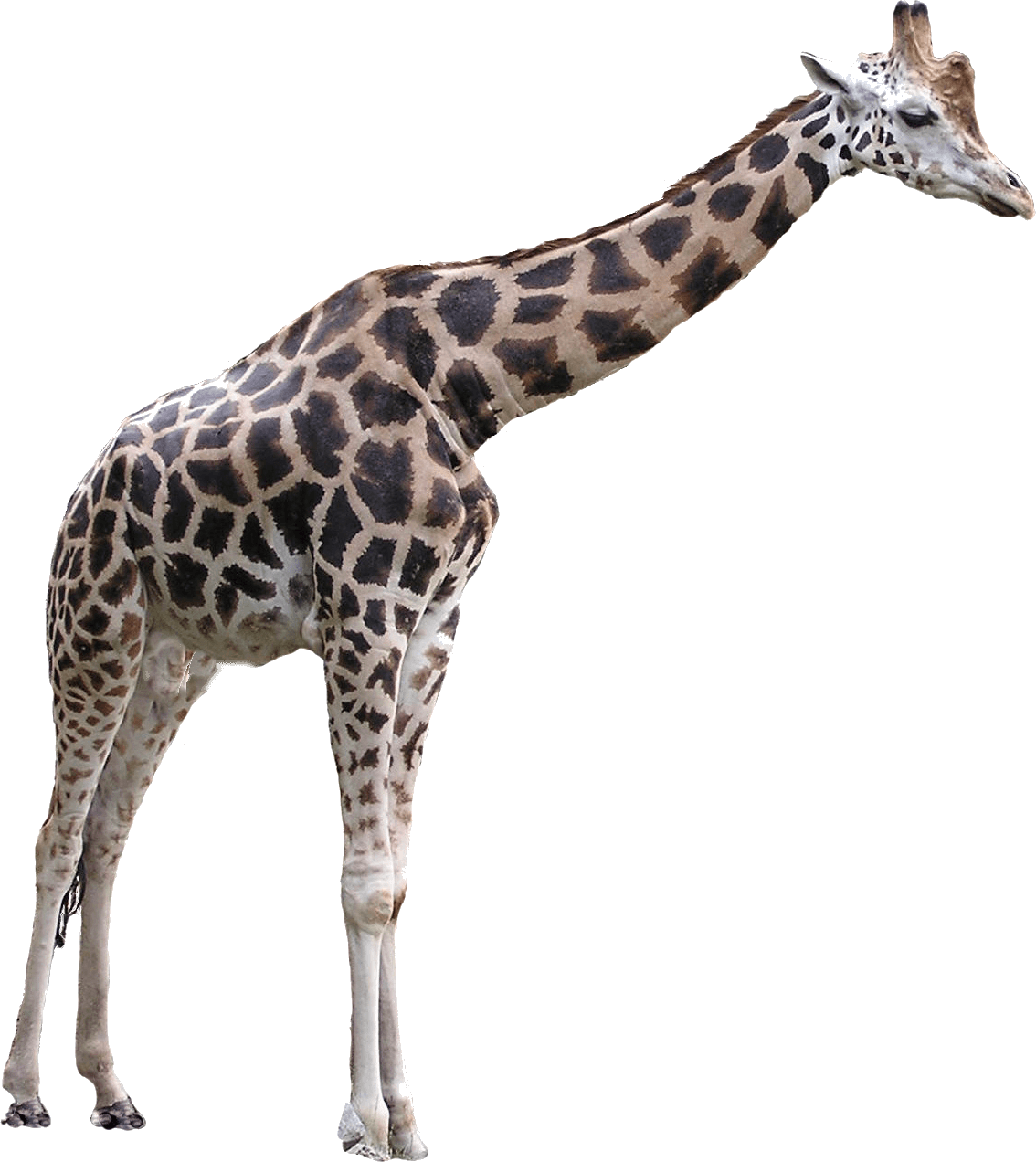 Animals · Giraffes - Giraffe, Transparent background PNG HD thumbnail