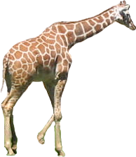 . Hdpng.com Animals/ Mammals/ Giraffe.png - Giraffe, Transparent background PNG HD thumbnail