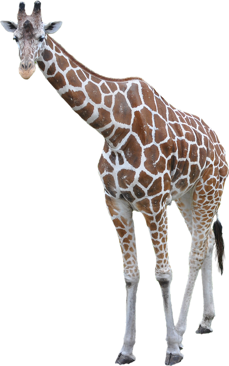 Giraffe, Animal, African, Large, Tall, Neck, Mammal - Giraffe, Transparent background PNG HD thumbnail