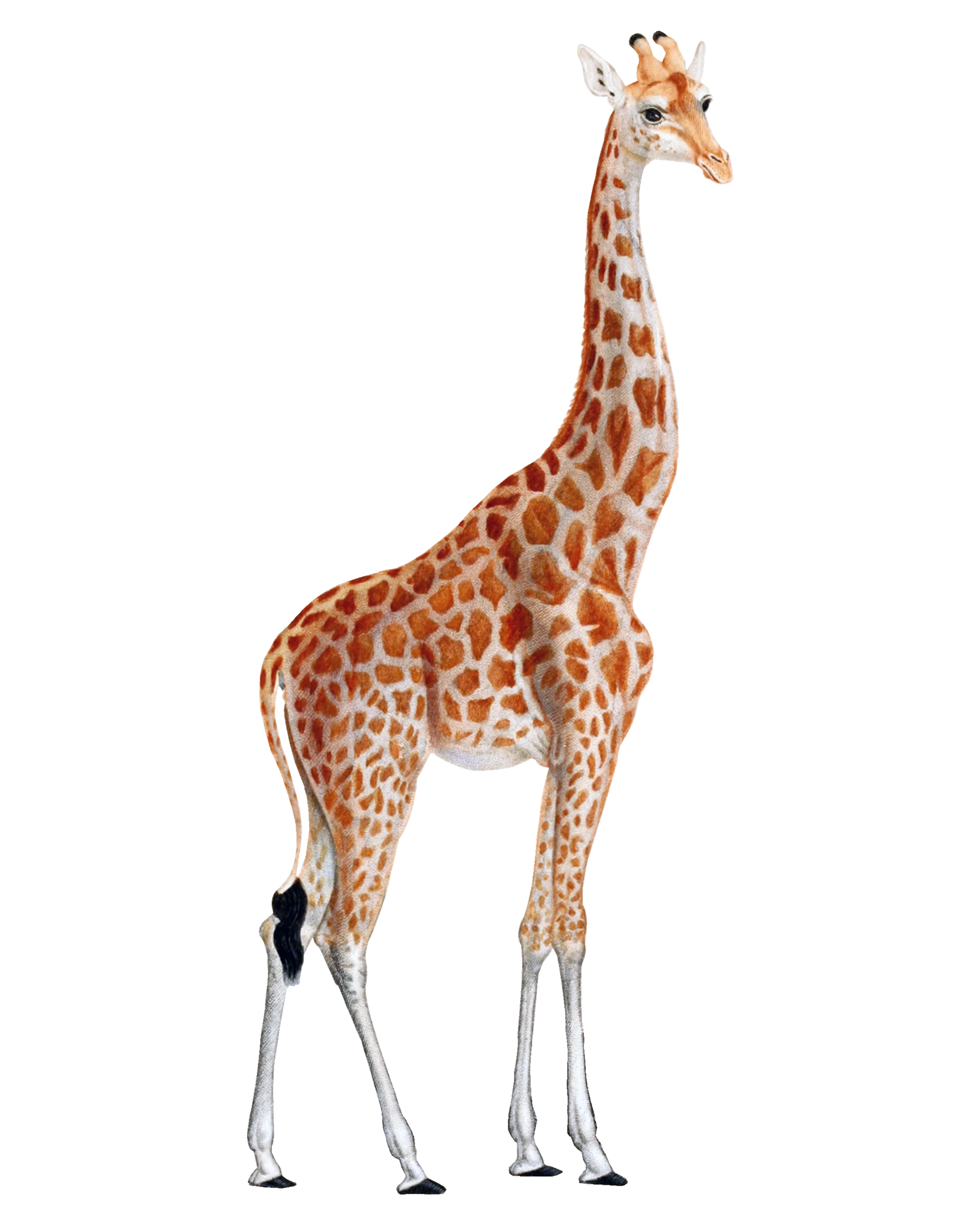 Giraffe Png - Giraffe, Transparent background PNG HD thumbnail