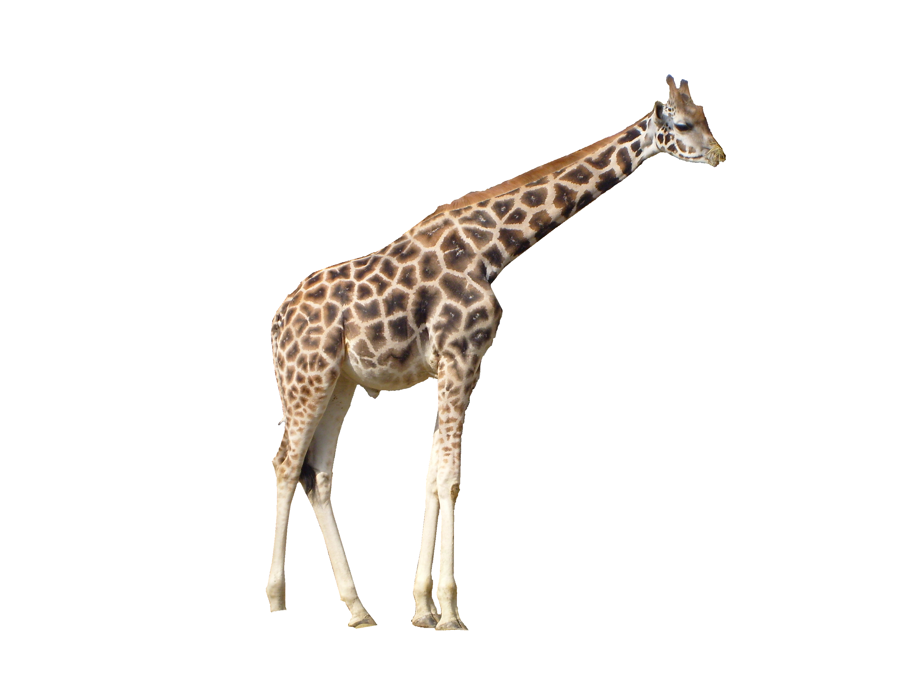 Giraffe Png - Giraffe, Transparent background PNG HD thumbnail