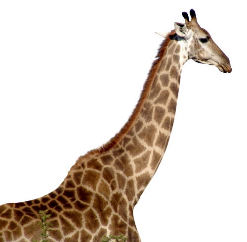 Giraffe Png Image - Giraffe, Transparent background PNG HD thumbnail