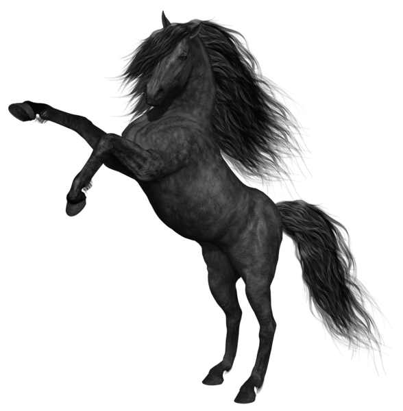 Black Horse Png Picture.png - Horse, Transparent background PNG HD thumbnail