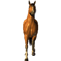 Brown Horse Png Image Download Picture Transparent Background Png Image - Horse, Transparent background PNG HD thumbnail