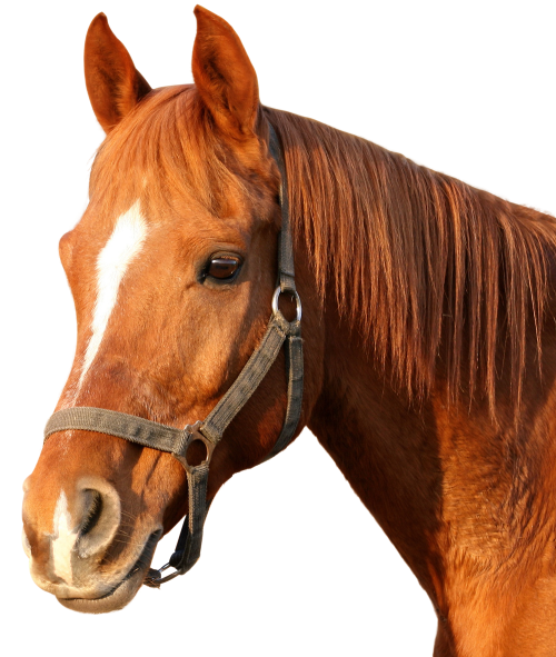 Download Horse Png Image - Horse, Transparent background PNG HD thumbnail