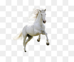 Horse Download Desktop Wallpaper   Animals Hd Free Matting Material - Horse, Transparent background PNG HD thumbnail
