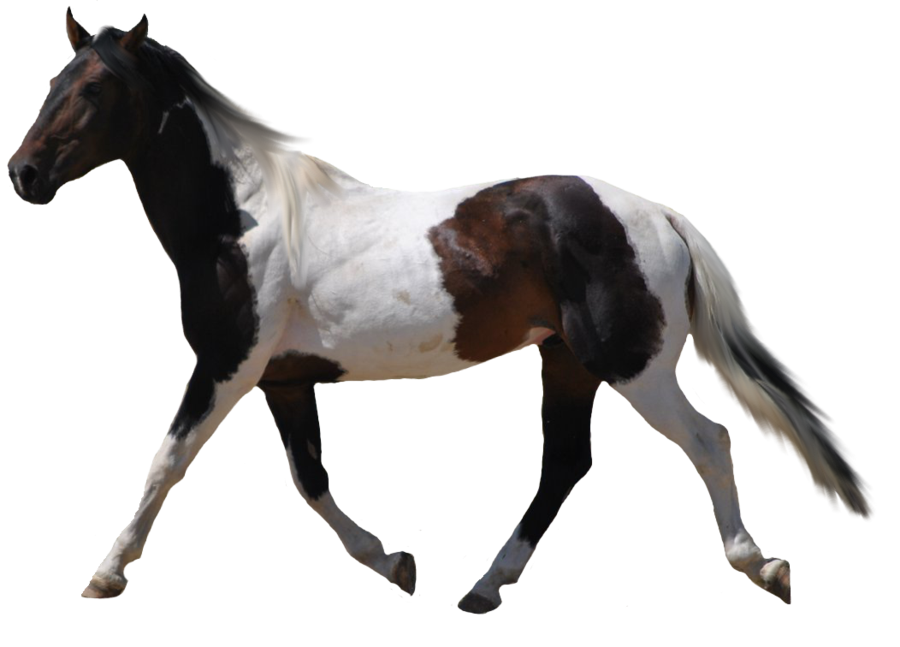 standing horse png