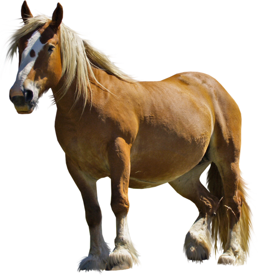 White horse png image
