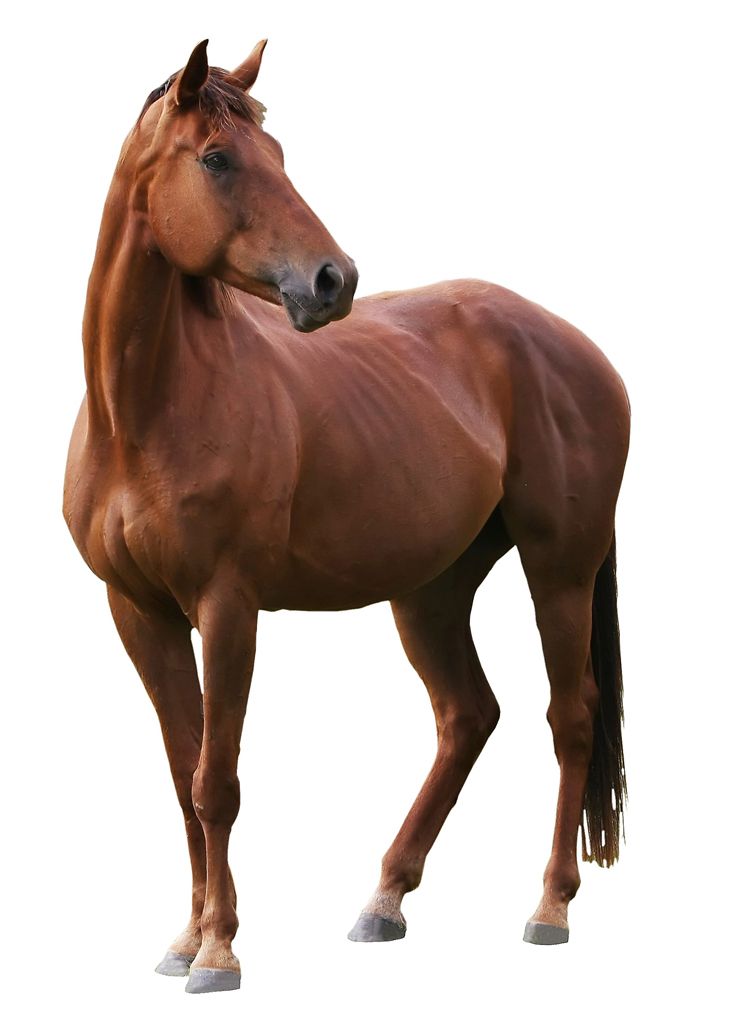 Horses Come In A Huge Variety Of Different Colours, But What Are The Most Popular Colours? - Horse, Transparent background PNG HD thumbnail