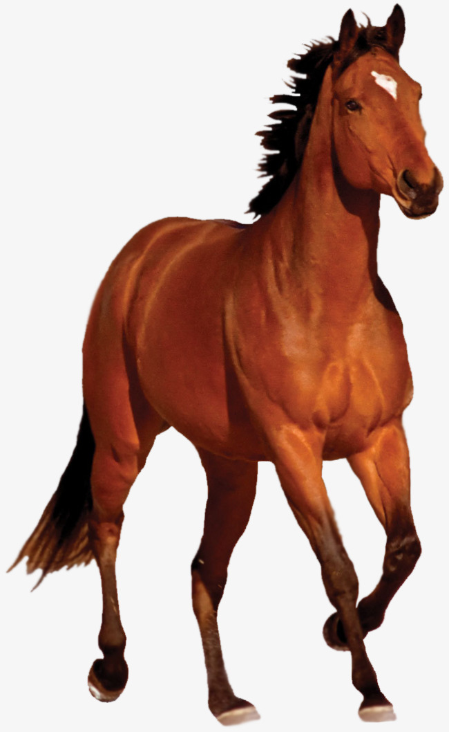 Horse PNG Stock 1 by Gilgames