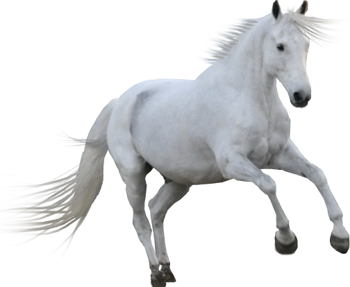Pre Cut By The Horse Lover Hdpng.com  - Horse, Transparent background PNG HD thumbnail