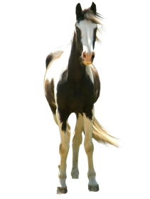 Standing Horse Png - Horse, Transparent background PNG HD thumbnail