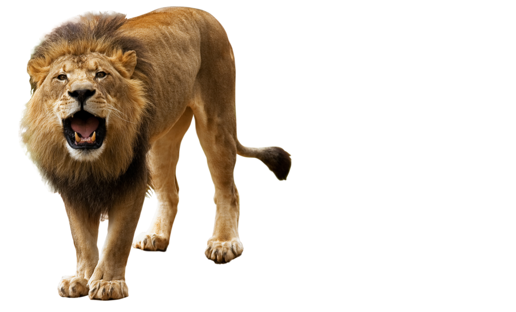 Lion Png By Kasirun Hasibuan Hdpng.com  - Images Of Animals, Transparent background PNG HD thumbnail