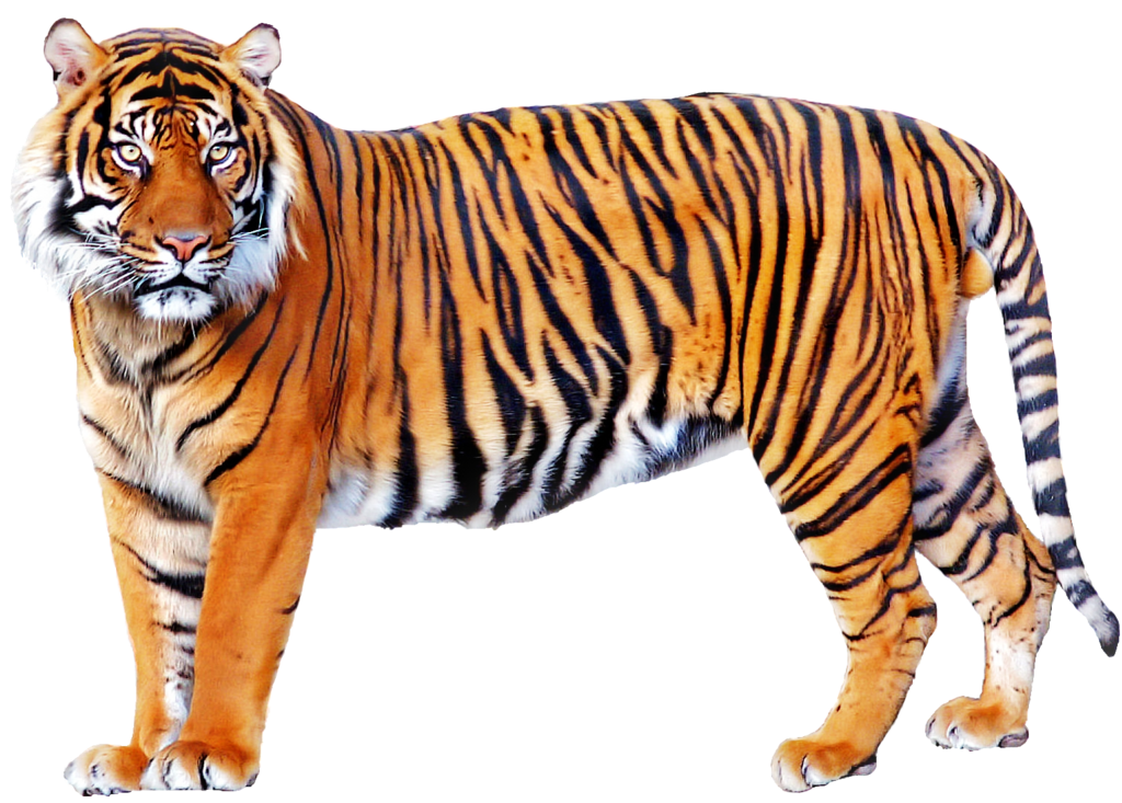 Tiger Png - Images Of Animals, Transparent background PNG HD thumbnail