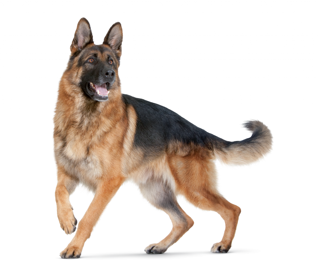 Dogs PNG Picture 62642