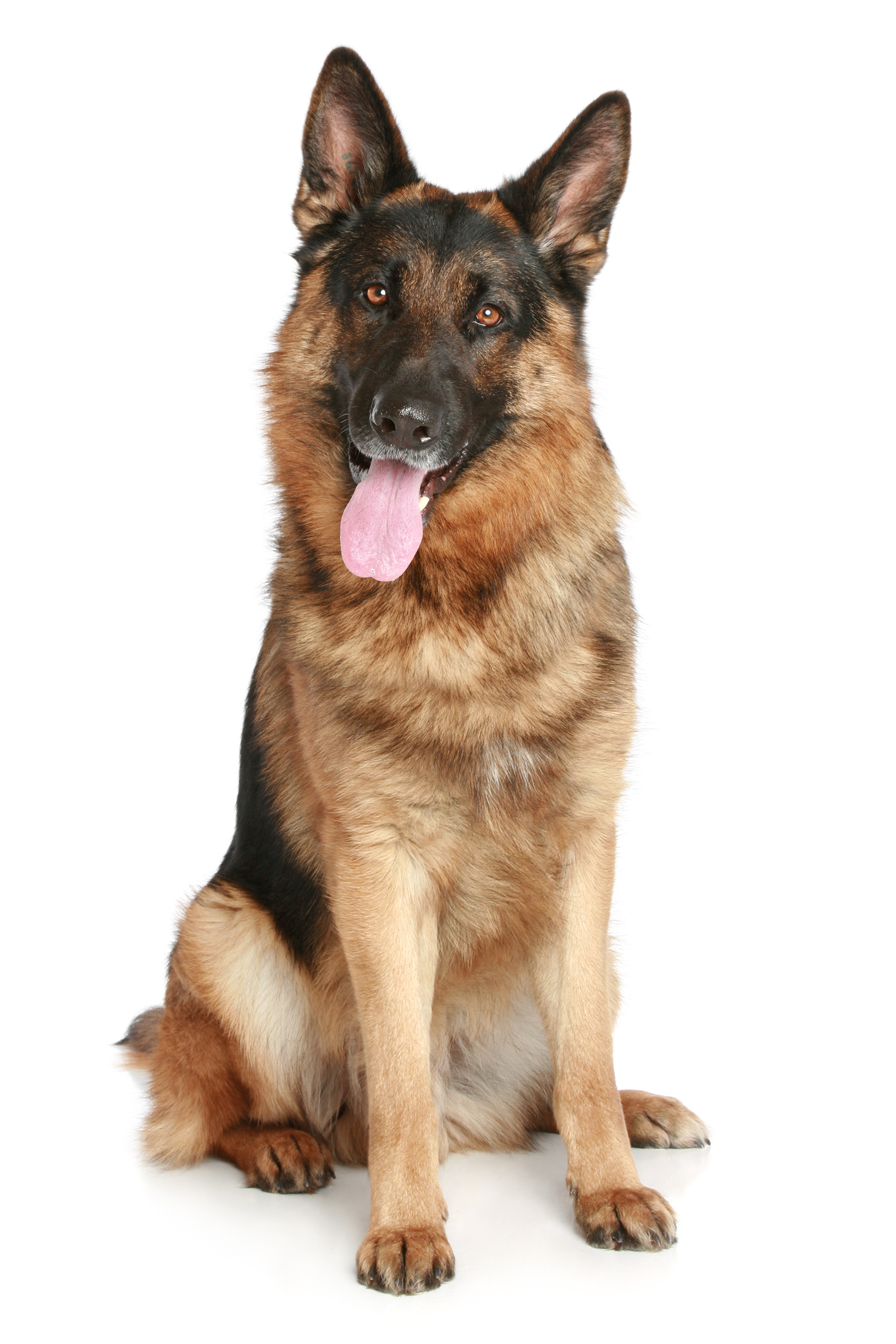 Dog Png Image - Images Of Dogs, Transparent background PNG HD thumbnail
