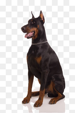 Tongue Black Dog, Big Dogs, Black Dog, Pet Png Image - Images Of Dogs, Transparent background PNG HD thumbnail