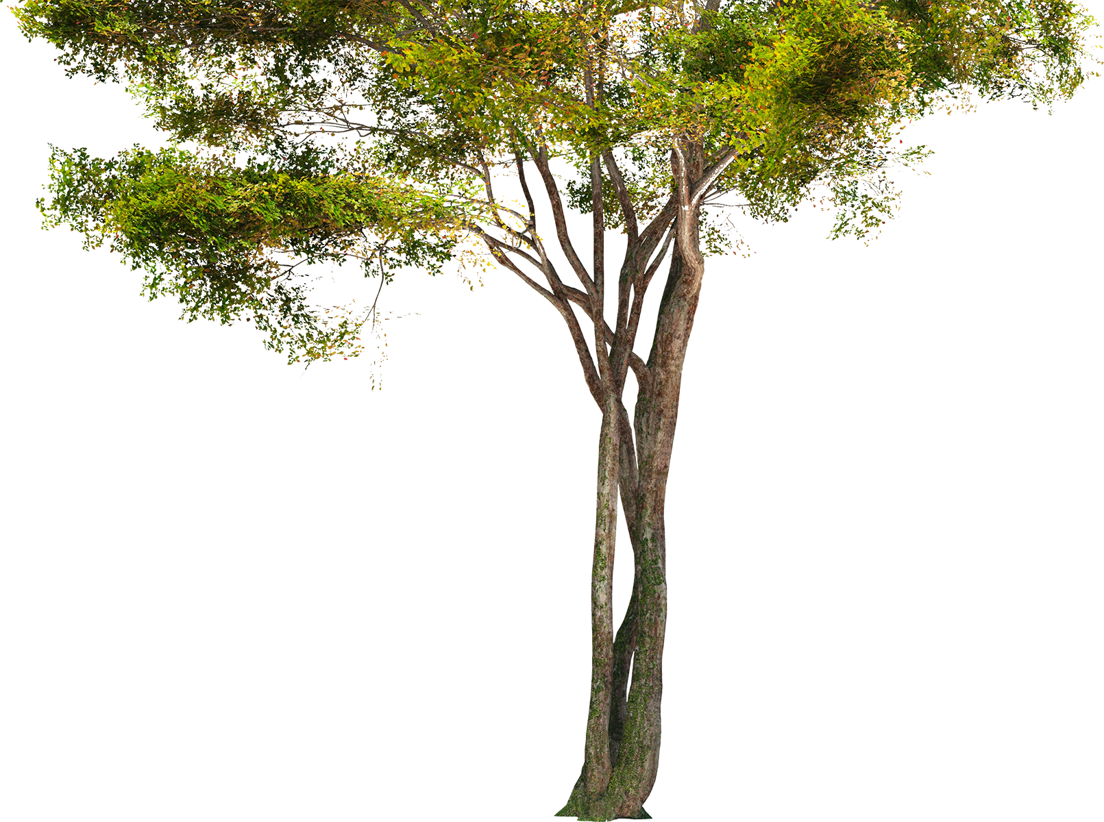 Png Hd Images Of Trees Hdpng.com 1611 - Images Of Trees, Transparent background PNG HD thumbnail