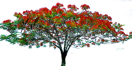 13 Oct 2014 15:37 363K Imagetree128256.png 13 Oct 2014 15:37 37K Juniper Bush256512.png 13 Oct 2014 15:37 248K Marketplace_Red_Mapl. - Images Of Trees, Transparent background PNG HD thumbnail