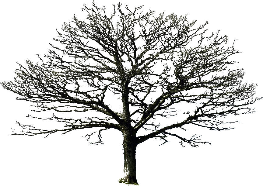 Bare Tree Png By Doloresminette - Images Of Trees, Transparent background PNG HD thumbnail