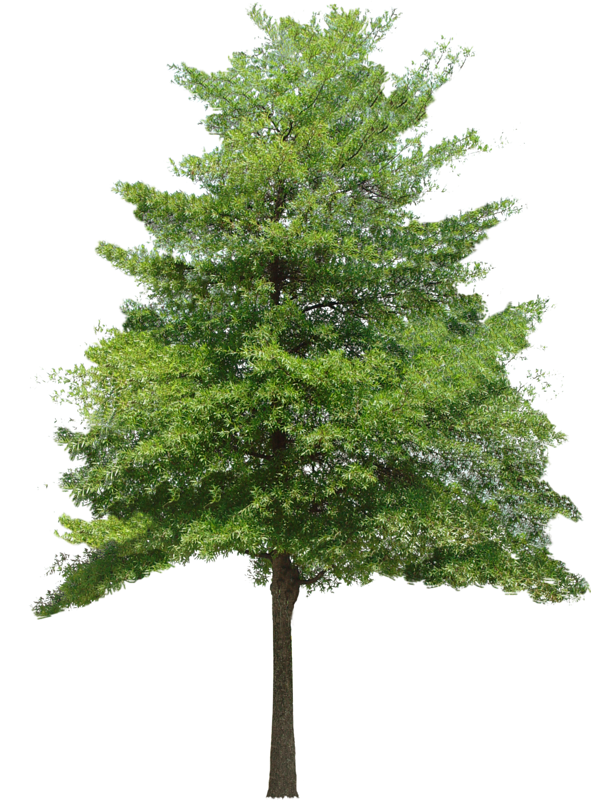 Download Hd Large - Images Of Trees, Transparent background PNG HD thumbnail