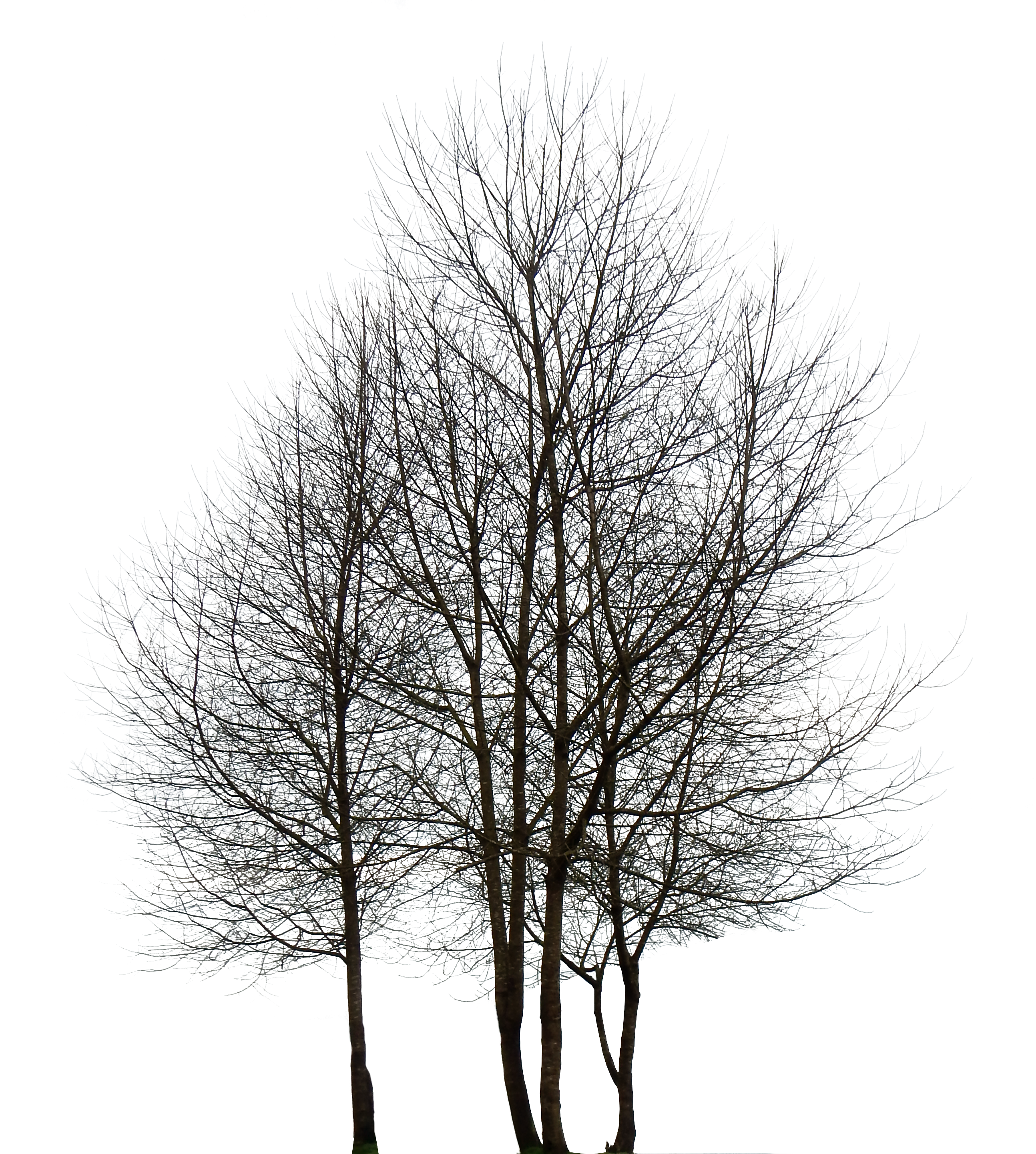 Download Hd Large - Images Of Trees, Transparent background PNG HD thumbnail