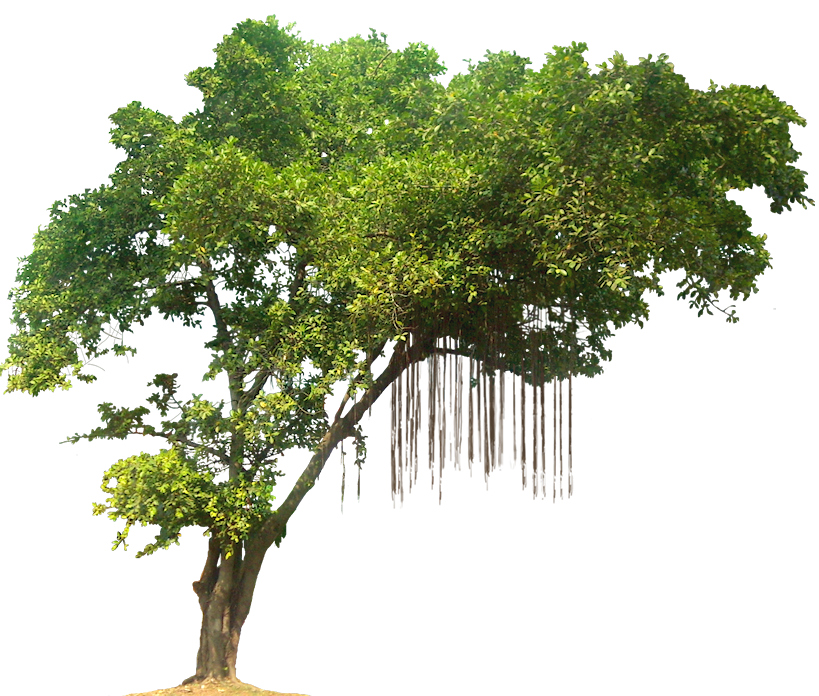 Hd Tree Png Image File 001 210X178   Tree Png Images Quality Transparent Pictures - Images Of Trees, Transparent background PNG HD thumbnail