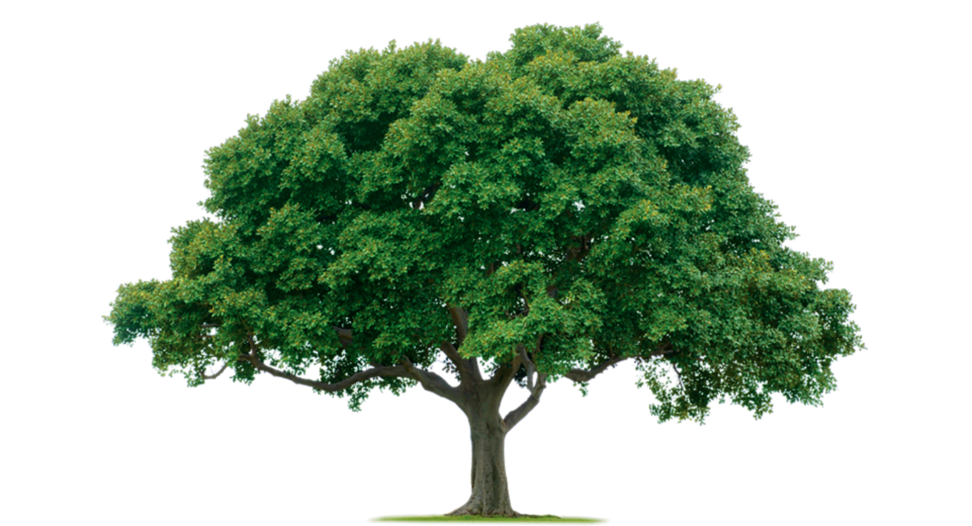 Tree Png   1000 Pics - Images Of Trees, Transparent background PNG HD thumbnail